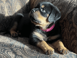 AKC Rottweiler Puppy Ready For Her New Home